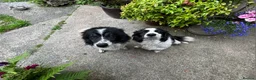Border Collie dogs for sale: Very Cute Fluffy Border Collie Pups - Advert 7