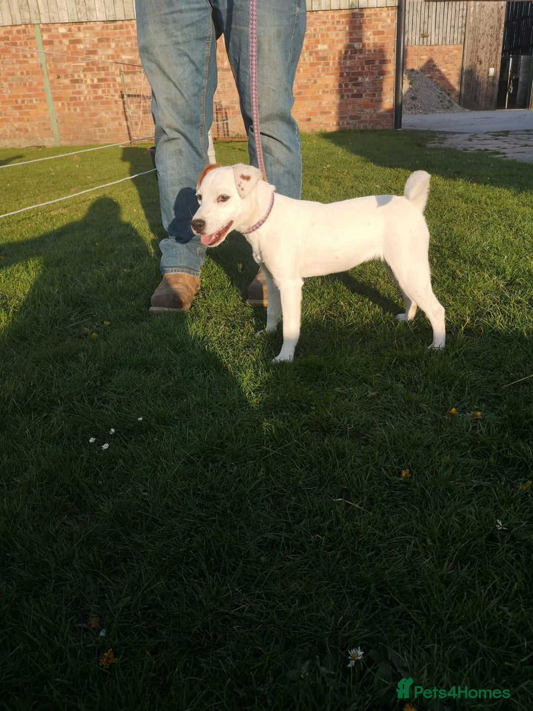 Parson Russell dogs for sale: Beautiful Parson female puppies - Advert 2