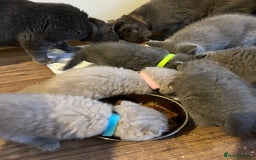 Scottish Fold cats for sale: Adorable Scottish Fold & Straight Kittens 💕🐾 - Image 1