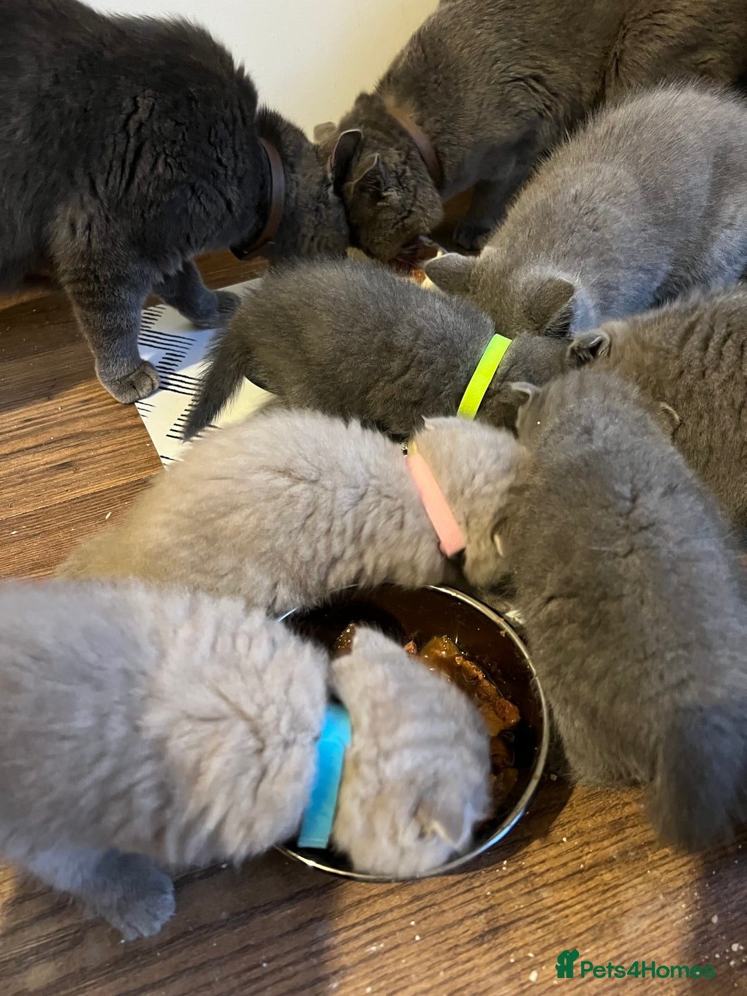 Scottish Fold cats for sale: Adorable Scottish Fold & Straight Kittens 💕🐾 - Image 1