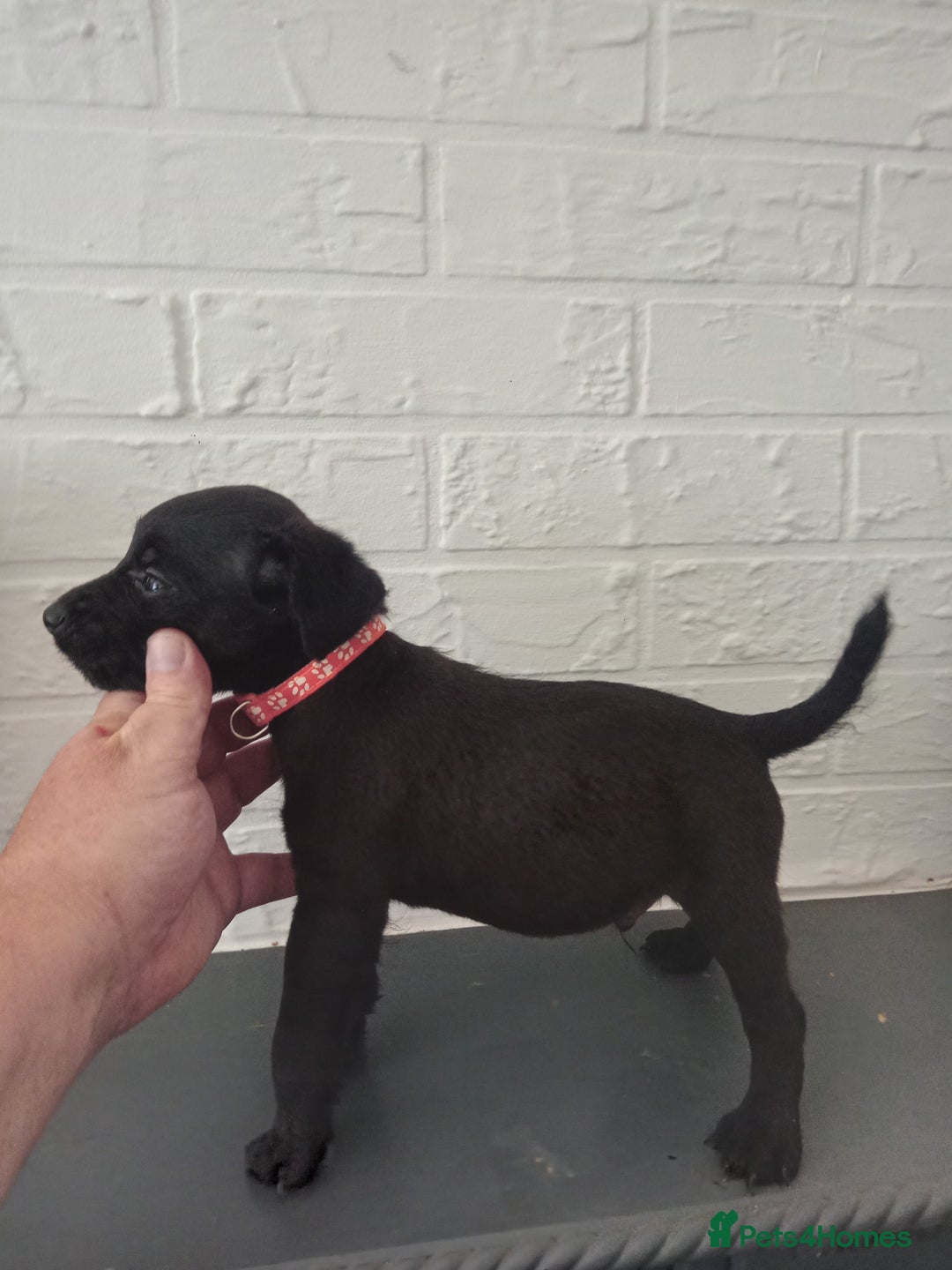 Patterdale Terrier dogs for sale: Patterdale pups for sale ready now - Image 21