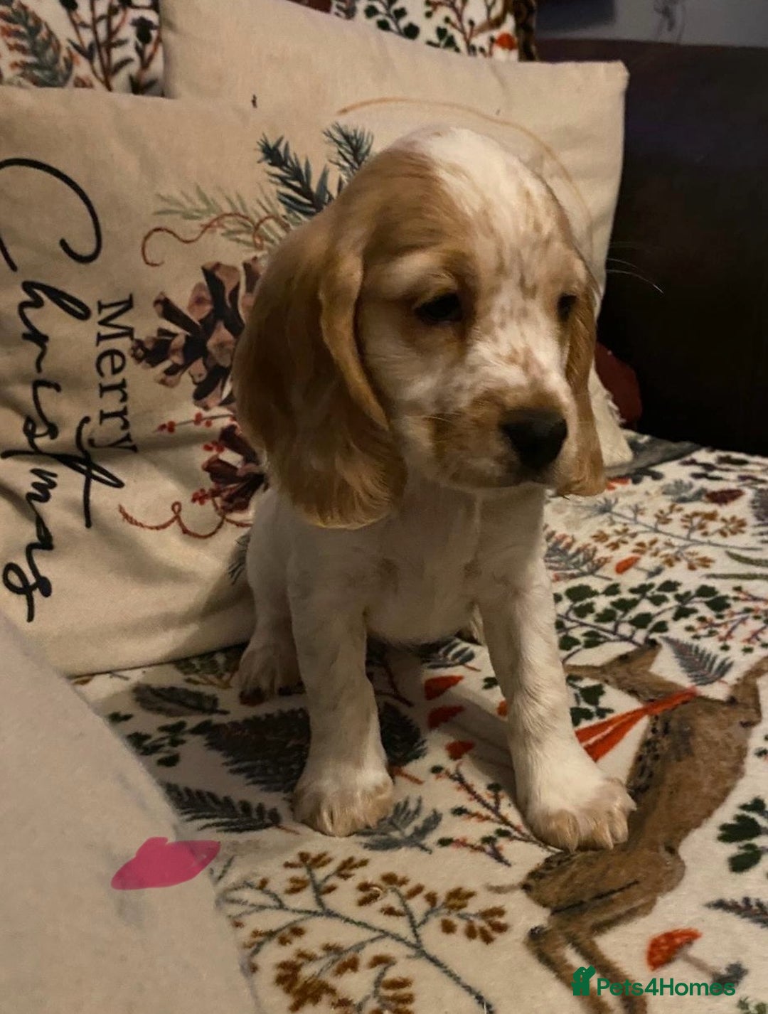 Cocker Spaniel dogs for sale: Cocker spaniel puppies (show type) - Advert 14