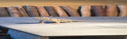 Lizard reptiles for sale: Uromastyx ornata in Southampton - Advert 4