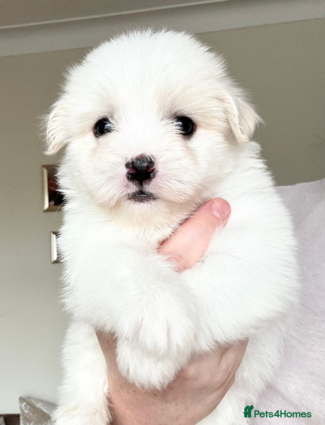 Coton De Tulear dogs for sale: Coton de Tulear puppies  - Image 14