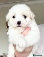 Coton De Tulear dogs - Advert 1