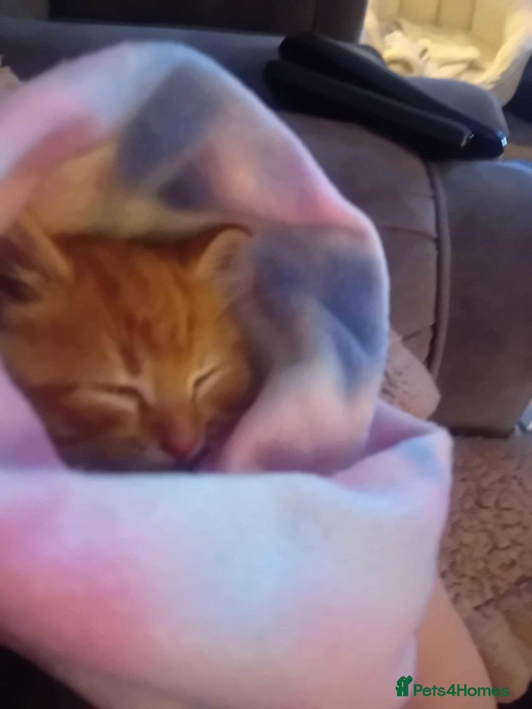 Mixed Breed cats for sale: 9 week old bby boy  - Image 2