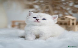 British Shorthair cats for sale: Beautiful colourpoint British shorthair kittens - Image 2