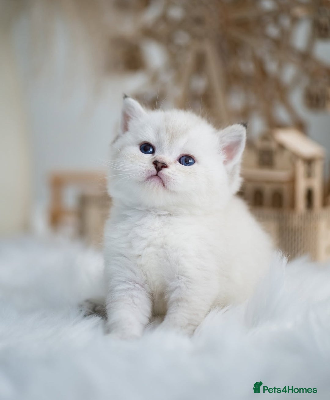 British Shorthair cats for sale: Beautiful colourpoint British shorthair kittens - Image 2