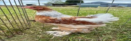 Chickens poultry for sale: Large Fowl Brahma Cockerels Mixed Colours - Advert 6