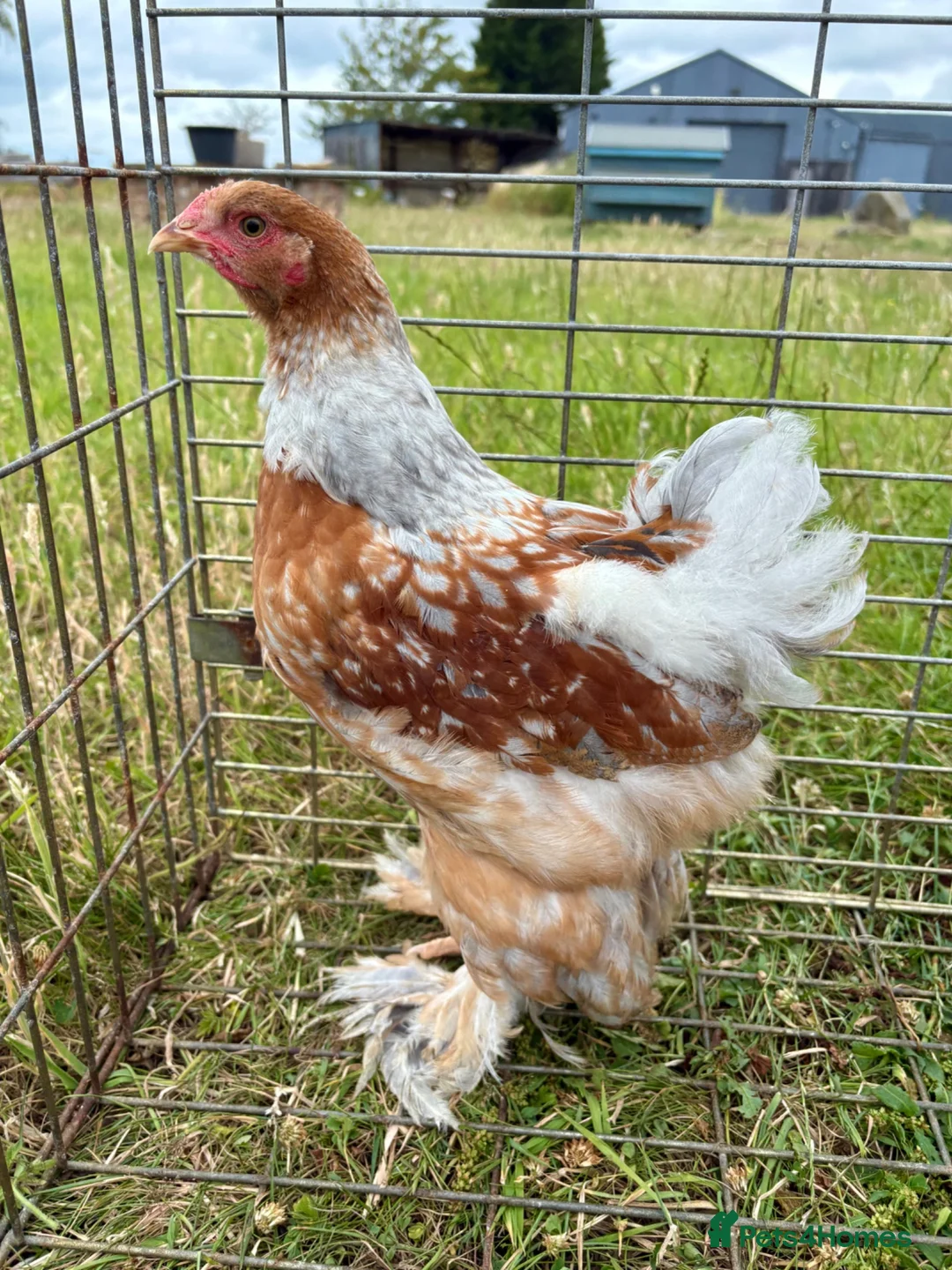 Chickens poultry for sale: Large Fowl Brahma Cockerels Mixed Colours - Advert 6