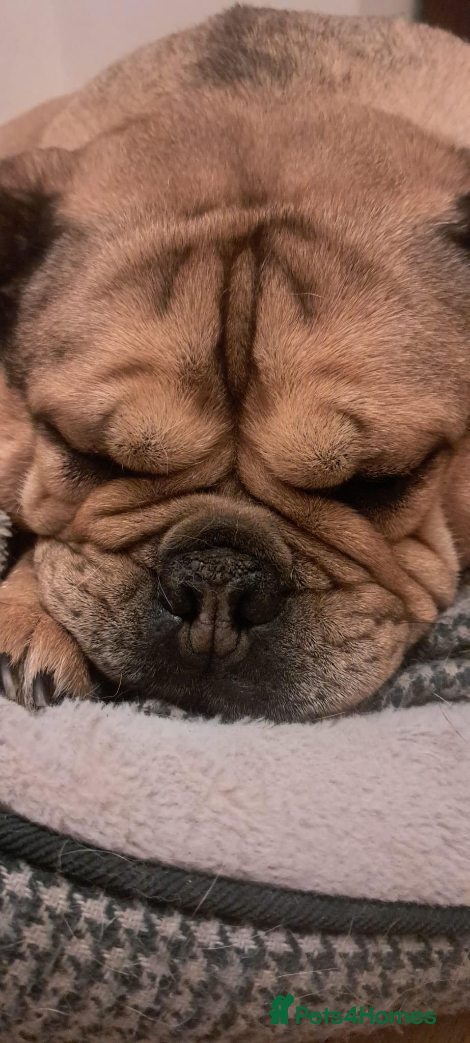 Mixed Breed dogs for sale: 2 yr old female Bulldog/Old English Sheepdog Mix - Advert 14