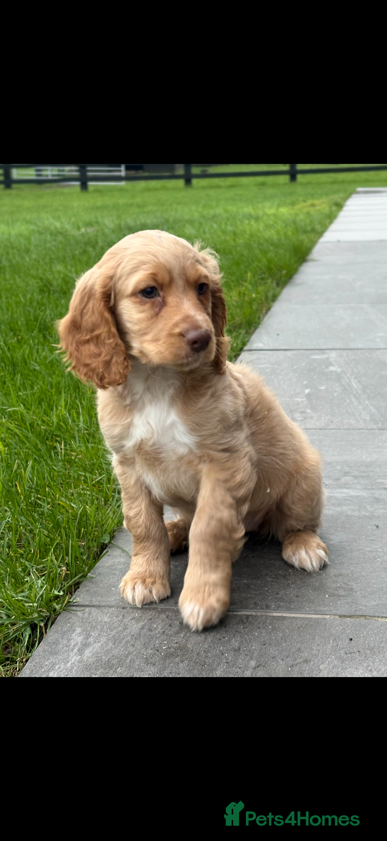 Cockapoo dogs Cocker poo (girl) in Newcastle upon Tyne - Advert 1