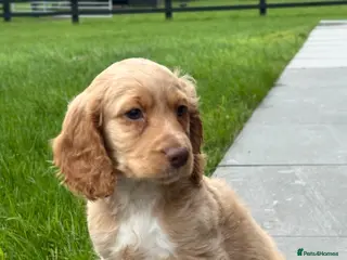 Cockapoo dogs Cocker poo (girl) in Newcastle upon Tyne - Advert 1