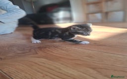 Mixed Breed cats for sale: Mixed colour kittens  - Image 31