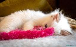 Ragdoll cats for sale: Ready Now GCCF Ragdoll Kittens Irresistibly Cuddly - Image 8