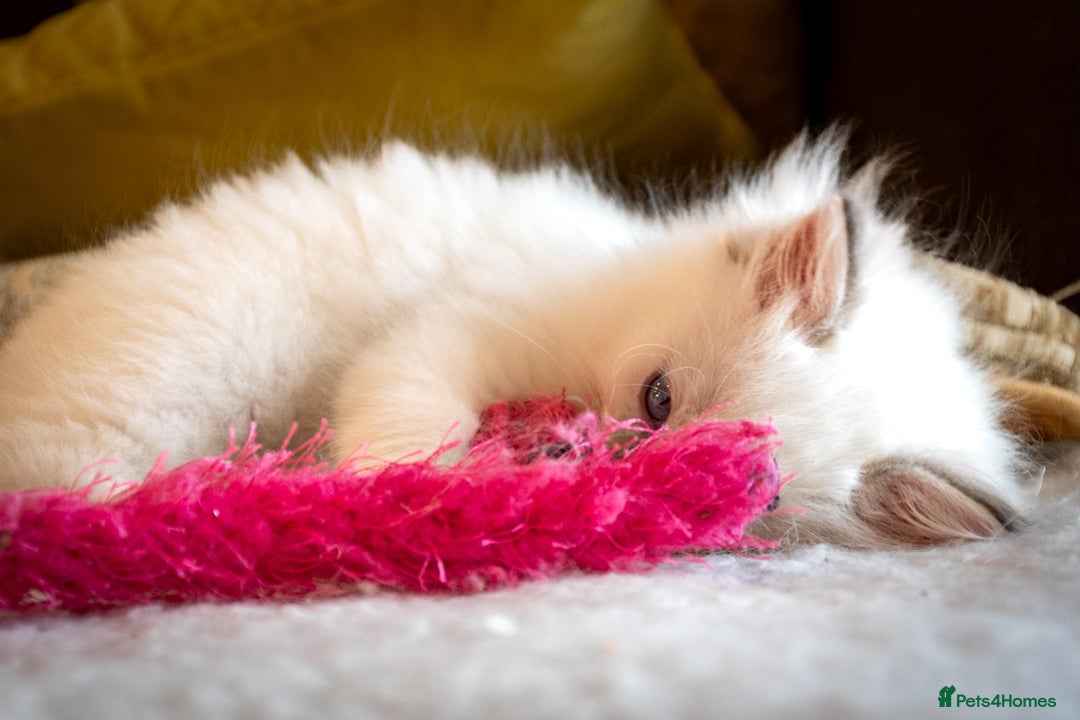 Ragdoll cats for sale: Ready Now GCCF Ragdoll Kittens Irresistibly Cuddly - Image 8