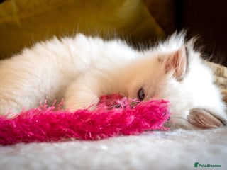 Ragdoll cats Last One Ready Now GCCF Ragdoll Kittens - Advert 5