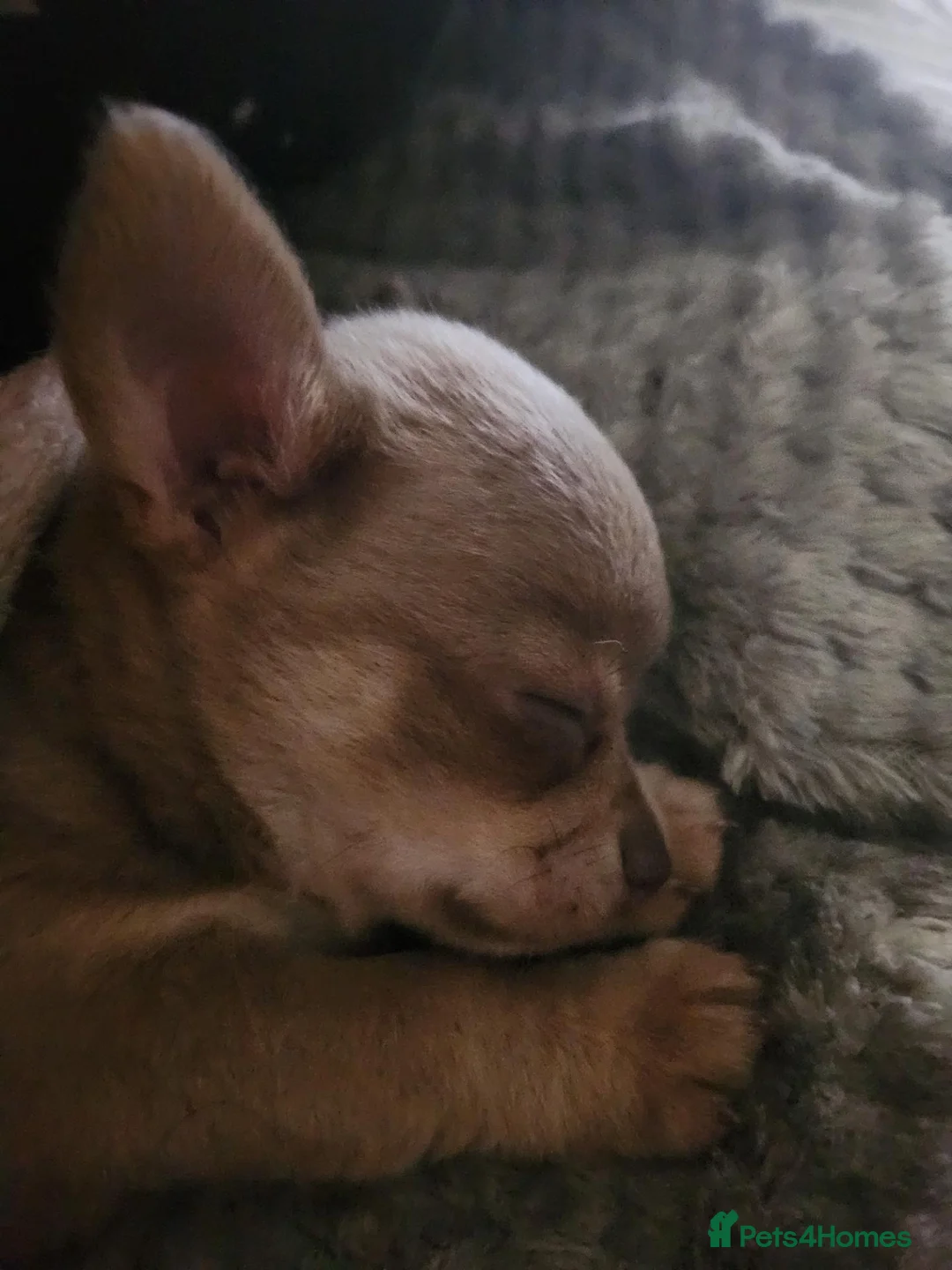 Chihuahua dogs for sale: 2 stunning lilac chihuahuas  - Advert 5
