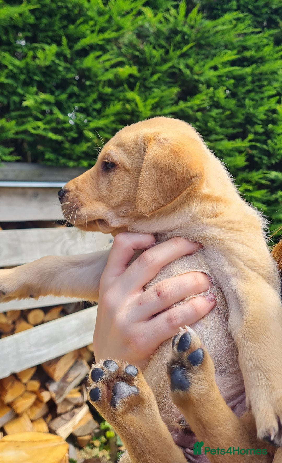Labrador Retriever dogs for sale: Labrador puppies  - Image 10