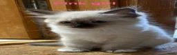 Ragdoll cats for sale: Beautiful Ragdolls-Vaccinated-2 boys-3 girls.  - Advert 26