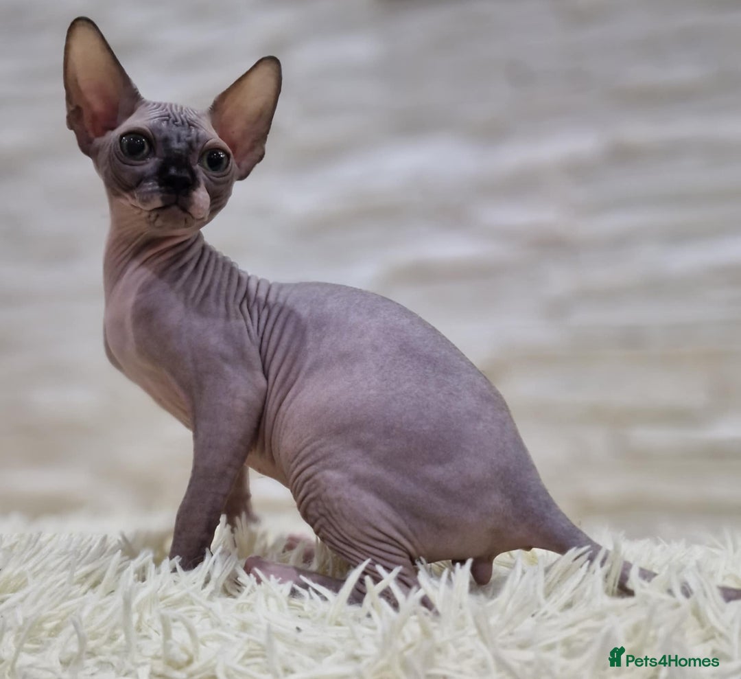 Sphynx cats for sale: Beautiful litter of kittens ❤️ HCM clear 🔥 in Leicester - Image 17