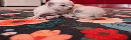 Ragdoll cats for sale: Champion bred Ragdoll kittens  - Advert 2