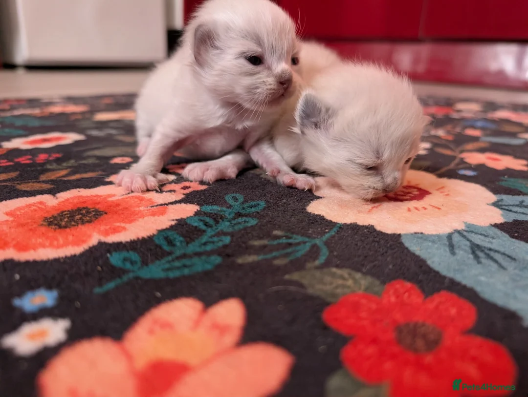 Ragdoll cats for sale: Champion bred Ragdoll kittens  - Advert 2