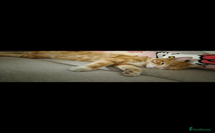 Mixed Breed cats - Advert 3