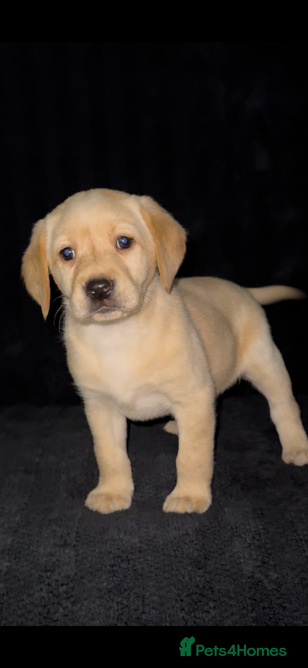 Labrador Retriever dogs for sale: ⭐️5 ADORABLE LABRADOR PUPPIES⭐️ - Advert 12