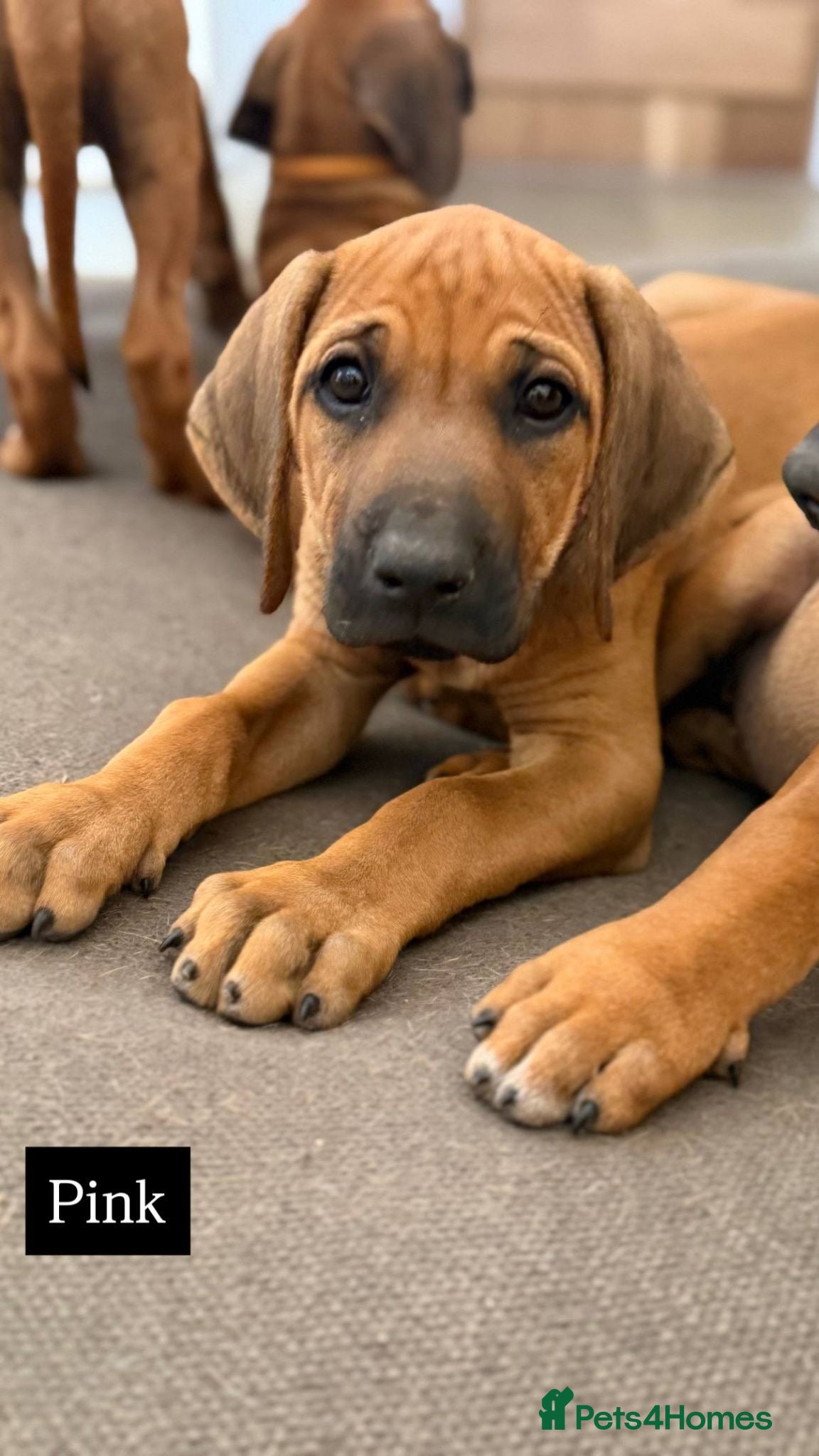 Rhodesian Ridgeback dogs * 3 Girls with Black Masks *  - Advert 2