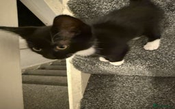 American Shorthair cats for sale: One Beautiful kitten left for sale - Image 11