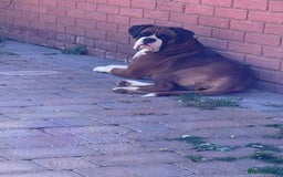 Boxer dogs for sale: Beautiful boxer puppies available  - Image 10