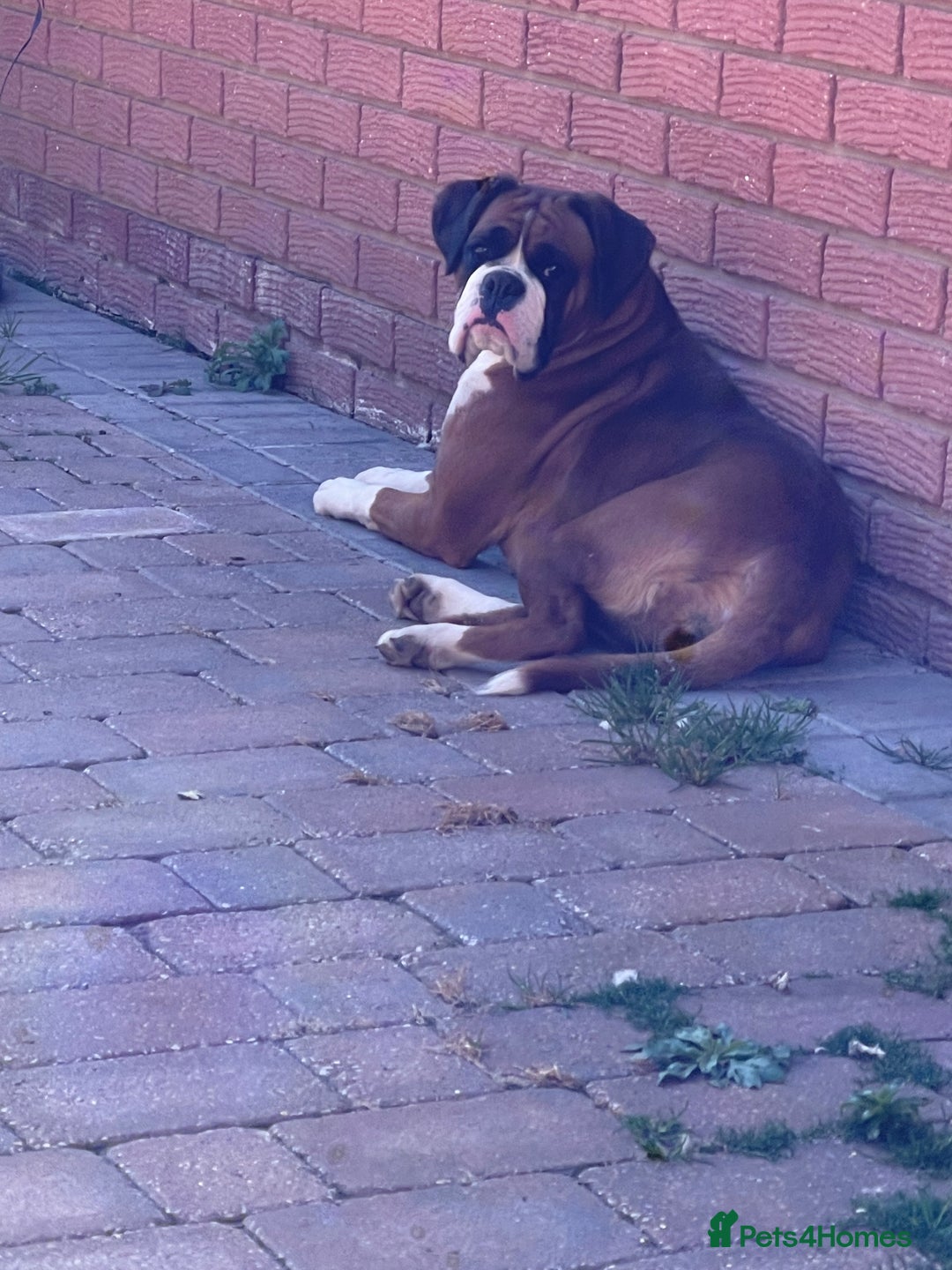 Boxer dogs for sale: Beautiful boxer puppies available  - Image 10