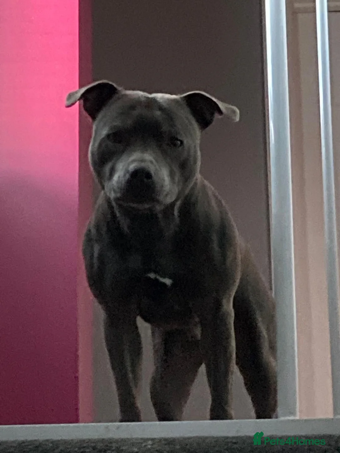 Staffordshire Bull Terrier dogs for sale: Top Quality Champion Blue Staffys - Advert 3