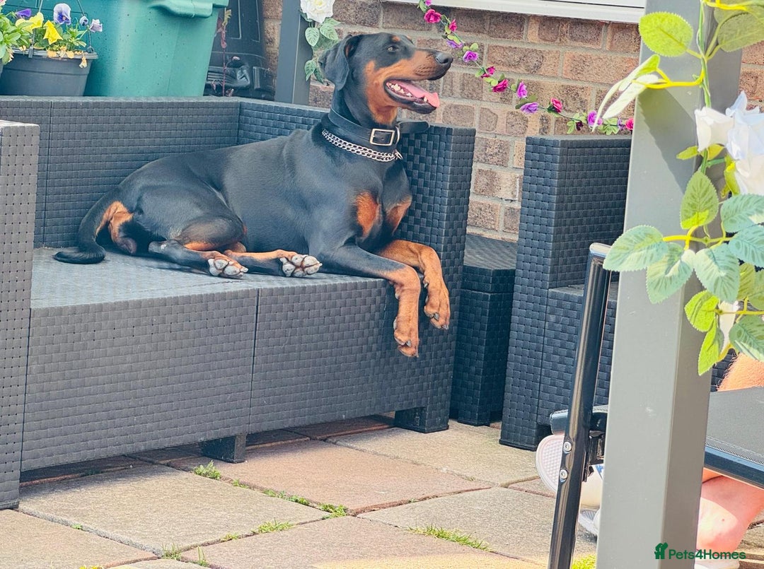 Dobermann dogs for sale: Dobermann Bitch 3 1/2 years old - Advert 3