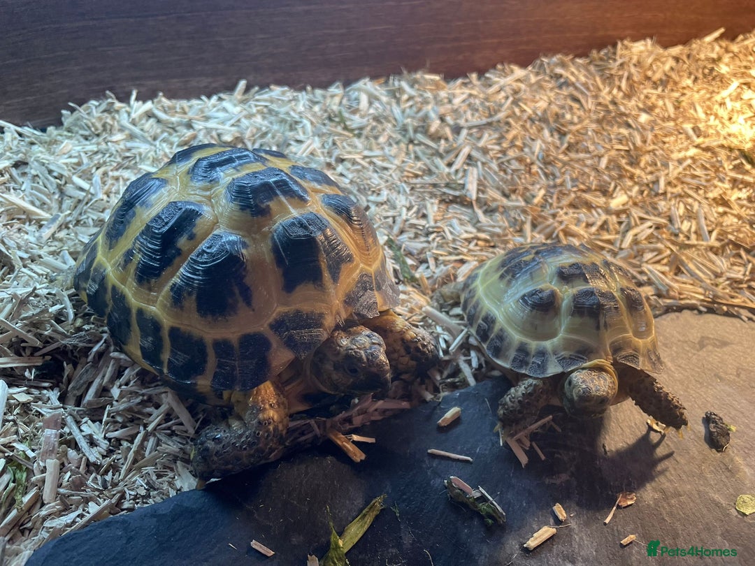 Tortoise reptiles for sale: 2 x Female Horsefield Tortoises - Advert 1