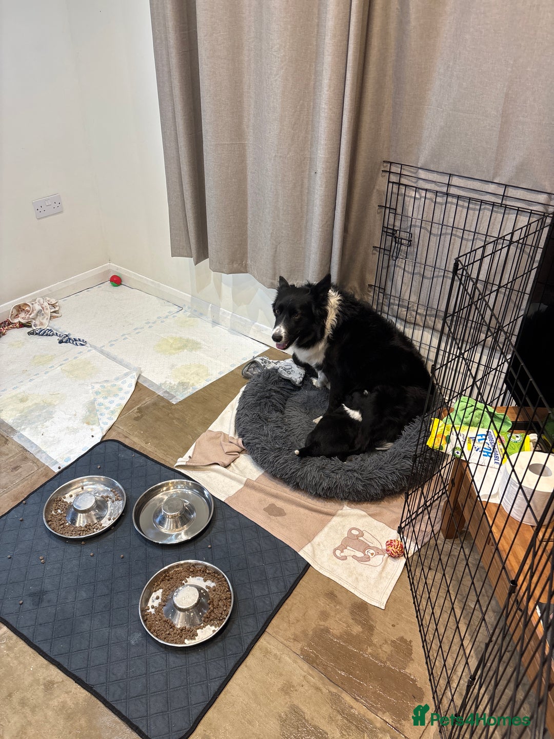 Border Collie dogs for sale: Border collie puppies  - Image 5
