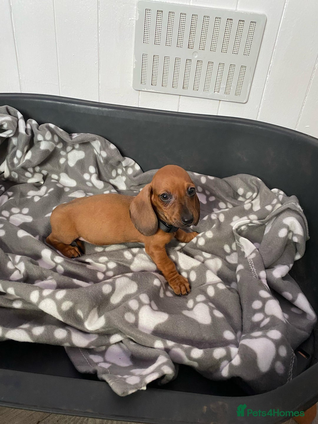 Miniature Dachshund dogs for sale: Miniature Dachshund puppies - Image 6