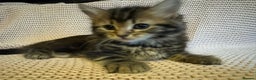 Maine Coon cats for sale: Maine Coon Bengal Cross - Advert 19