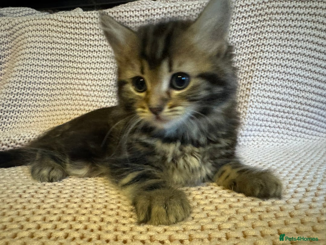 Maine Coon cats for sale: Maine Coon Bengal Cross - Advert 19
