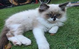 Ragdoll cats for sale: Beautiful ragdoll kittens 1 female left - Image 17