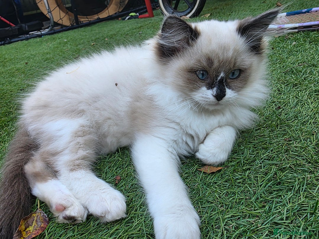Ragdoll cats for sale: Beautiful ragdoll kittens 1 female left - Image 17