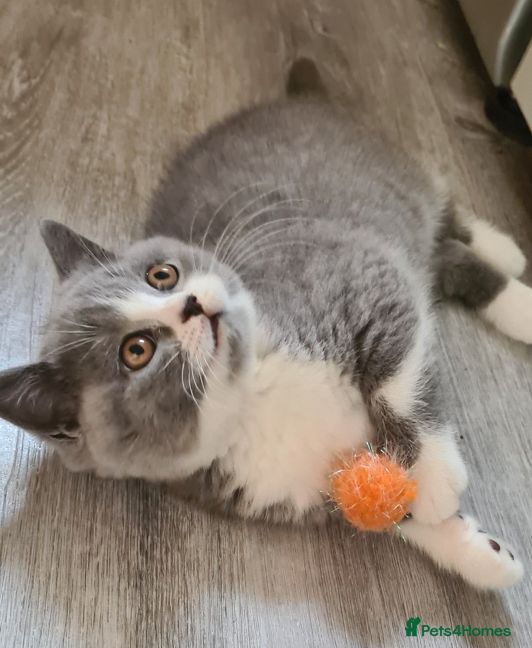 British Shorthair cats for sale: 4 PEDIGREE kittens READY TO GO! 2 LEFT - Image 34