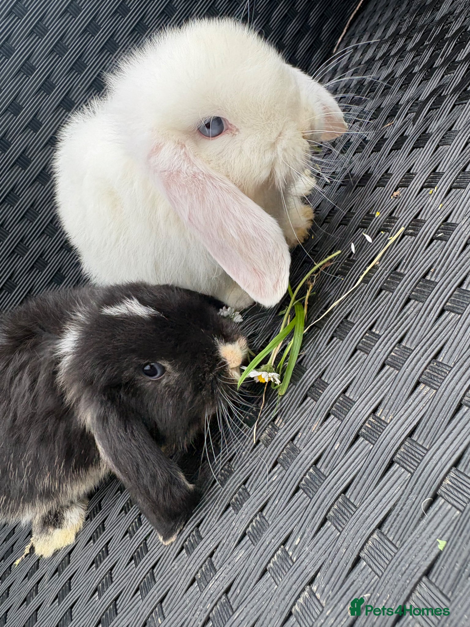 Mini Lop rabbits Beautiful mini lop babies (2 left)  - Advert 1
