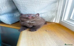 British Shorthair cats for sale: GCCF reg BS kittens true to type cinnamon  - Image 8