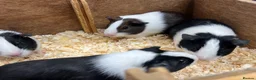 Guinea Pig rodents for sale: Dutch male/boar guinea pigs  - Advert 3