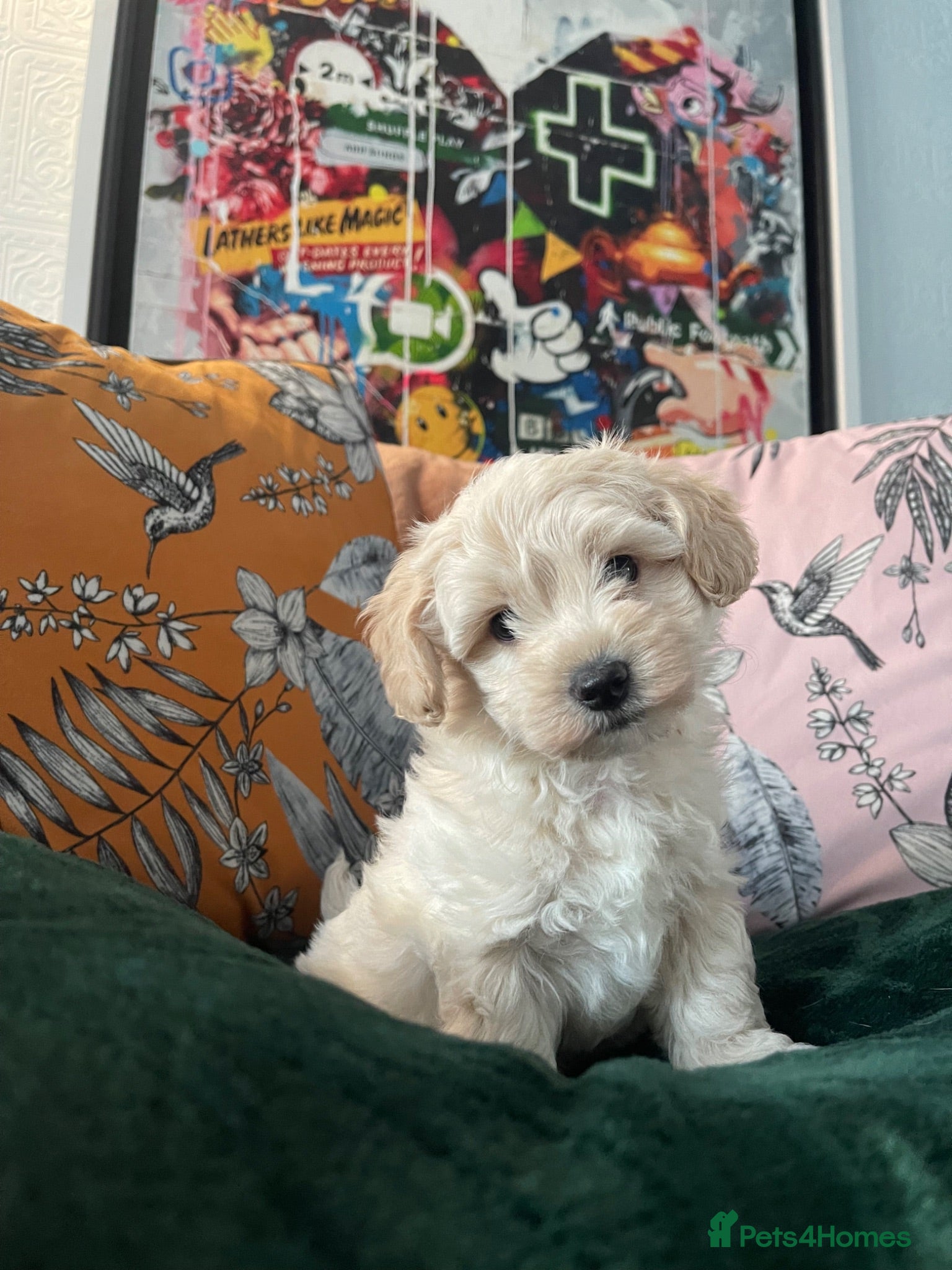 Maltipoo dogs Toy Maltipoos  - Advert 1