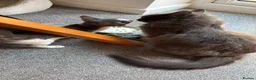 Domestic Shorthair cats for sale: Beautiful male kitten - Advert 8