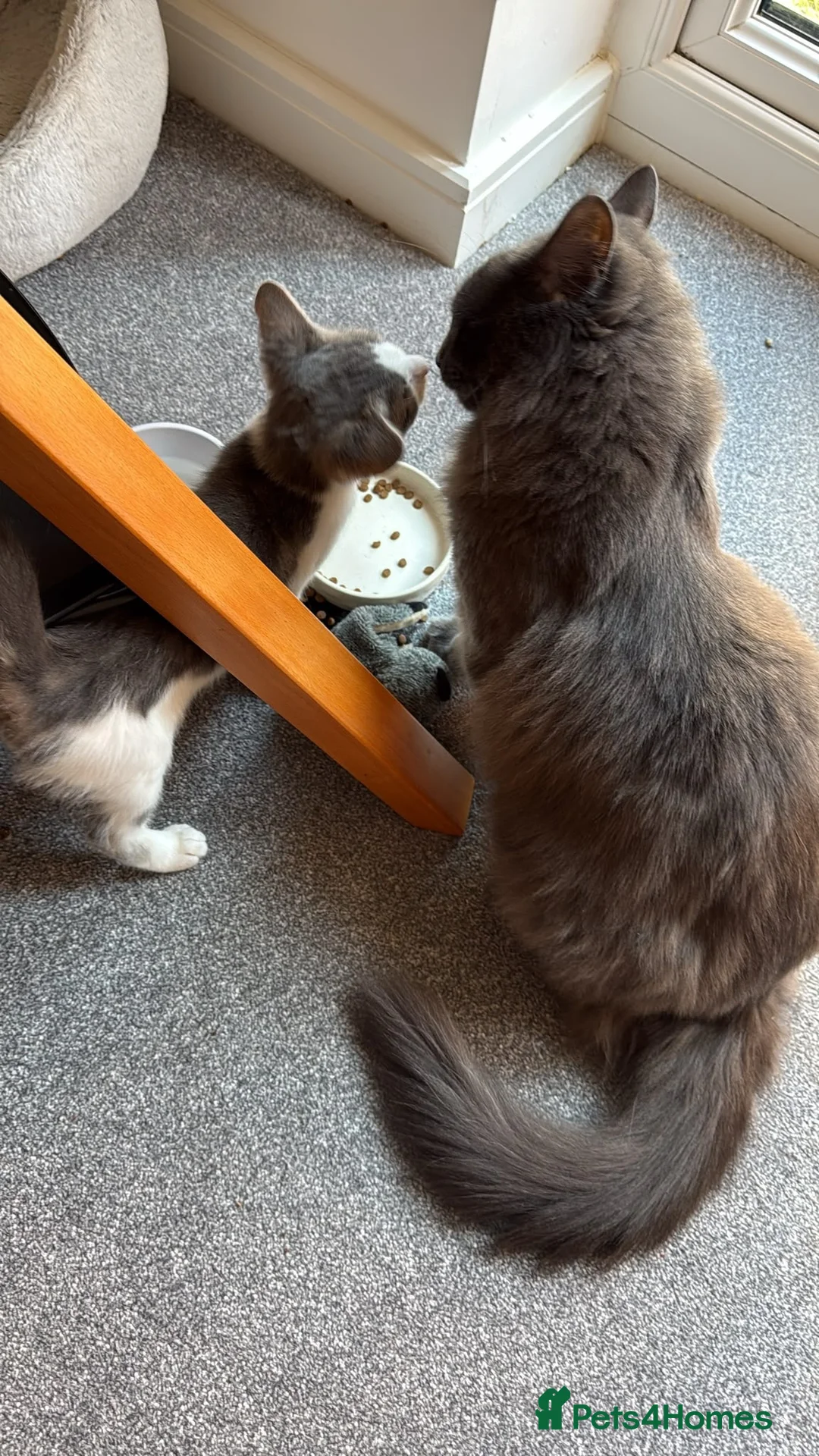 Domestic Shorthair cats for sale: Beautiful male kitten - Advert 8