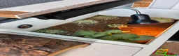 Hermann Tortoise reptiles for sale: Tortoise  in Leeds - Advert 8